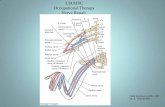LSUHSC Occupational Therapy Nerve Repair - LSUHSC-S Medical