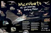 Microbats - Mid Murray Landcare SA
