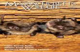 Massachusetts Wildlife Magazine No. 3, 2019 bat myths ...