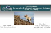 ThinhornSheep: Conservation Challenges & Management ...