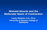 Skeletal Muscle and the Molecular Basis of Contraction