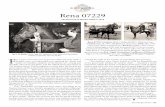 Rena 07229 - Morgan Horse