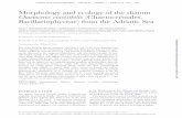 Morphology and ecology of the diatom Chaetoceros