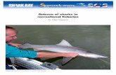 Release of sharks in recreational fi sheries