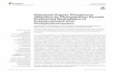 Dissolved Organic Phosphorus Utilization by Phytoplankton ...