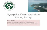 Aspergillus flavus keratitis in Adana, Turkey