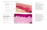 Histology Tutorial Fall Semester Body Systems Stratified ...