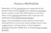 - Phylum PROTOZOA