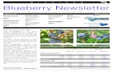MICHIGAN Blueberry Newsletter