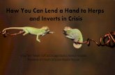 How You Can Lend a Hand to Herps and Inverts in Crisis