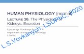HUMAN PHYSIOLOGY (normal) 2020 LSUPhC,