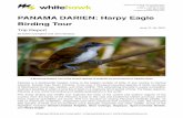 PANAMA DARIEN: Harpy Eagle Birding Tour