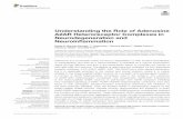 Understanding the Role of Adenosine A2AR Heteroreceptor ...
