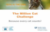 The Million Cat Challenge - Florida Animal Control