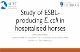 Antimicrobial resistance in E. coli from hospitalised horses
