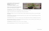 Latin Name: Begonia coccinea Common Name: Angelwing ...
