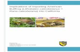 Implications of Importing American Bullfrog (Lithobates ...