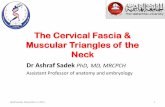 Fascia and Triangles of the neck