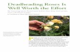 Deadheading Roses Is Well Worth the Eﬀort