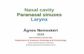 Nasal cavity Paranasal sinuses Larynx