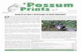 HOW TO ATTRACT OPOSSUMS TO YOUR PROPERTY