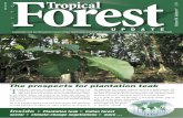ITTO Tropical Forest Update