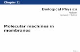 Molecular machines in membranes