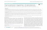 Transcriptional regulation of ependymal cell maturation ...