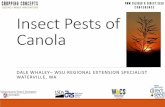 Insect Pests of Canola - css.wsu.edu