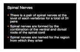 4. Spinal Nerve Notes