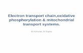 Electron transport chain,oxidative phosphorylation ...