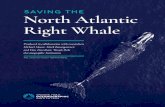 SAVING THE North Atlantic Right Whale