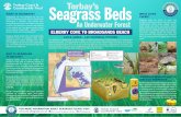 Seagrass BedsTorbay’s
