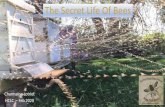 The Secret Life Of Bees - hovellscreeklandcare.org.au