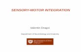 Sensory Motor Integration - McGovern Medical School