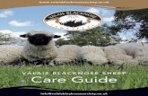 VALAIS BLACKNOSE SHEEP Care Guide