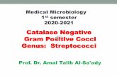 Catalase Negative Gram Positive Cocci Genus: Streptococci