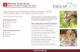 Modular Guide Series Worm Control in Dogs and Cats - ESCCAP