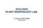 2019-2020 PLANT MORPHOLOGY LAB.
