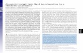 Atomistic insight into lipid translocation by a TMEM16 ...