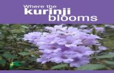 Where the kurinji blooms