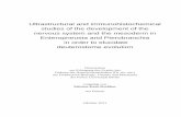Ultrastructural and immunohistochemical Enteropneusta and ...