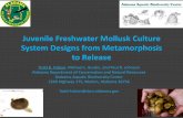 Juvenile Freshwater Mollusk Culture System Designs from ...