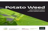 Potato Weed - une.edu.au