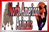 North American Animals - Instant Display