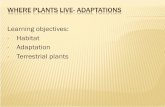 Learning objectives: Habitat Adaptation Terrestrial plants