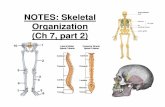 NOTES: Skeletal Organization (Ch 7, part 2)