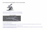 Compound light microscope - achieve.lausd.net