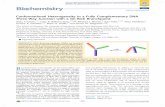Conformational Heterogeneity in a Fully Complementary DNA ...