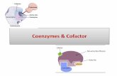 Coenzymes & Cofactor